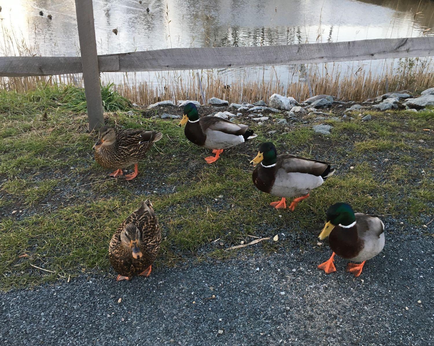 Ducks by a pond. 