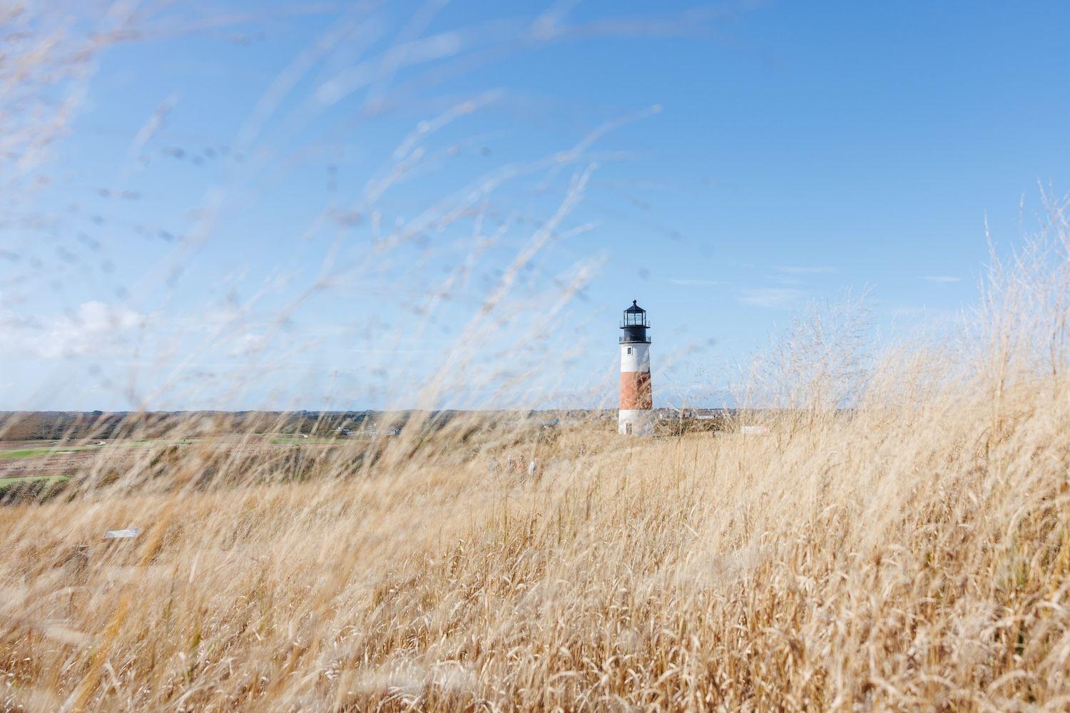 Tall grass with lighthouse.