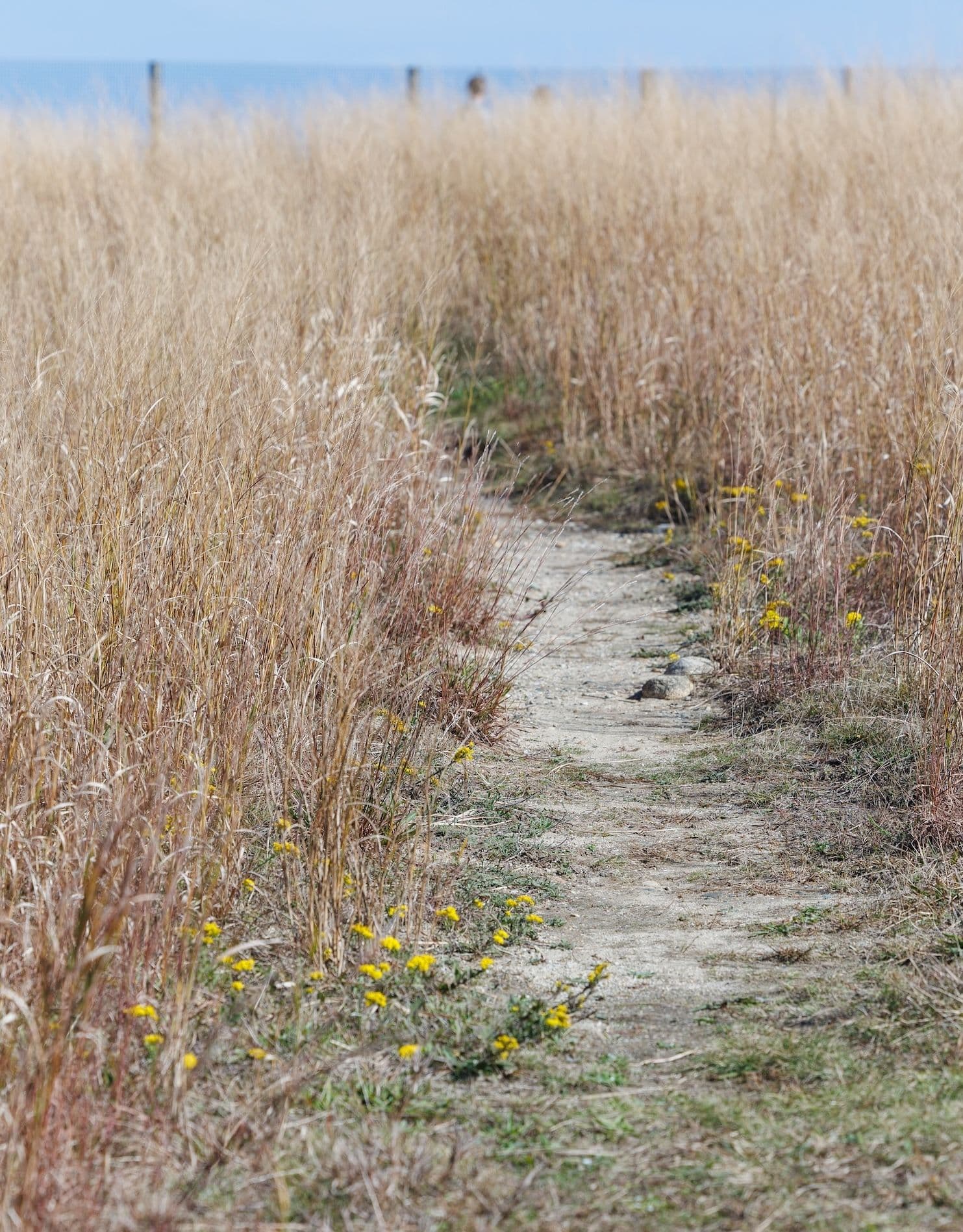 Sandy path with long grasses.