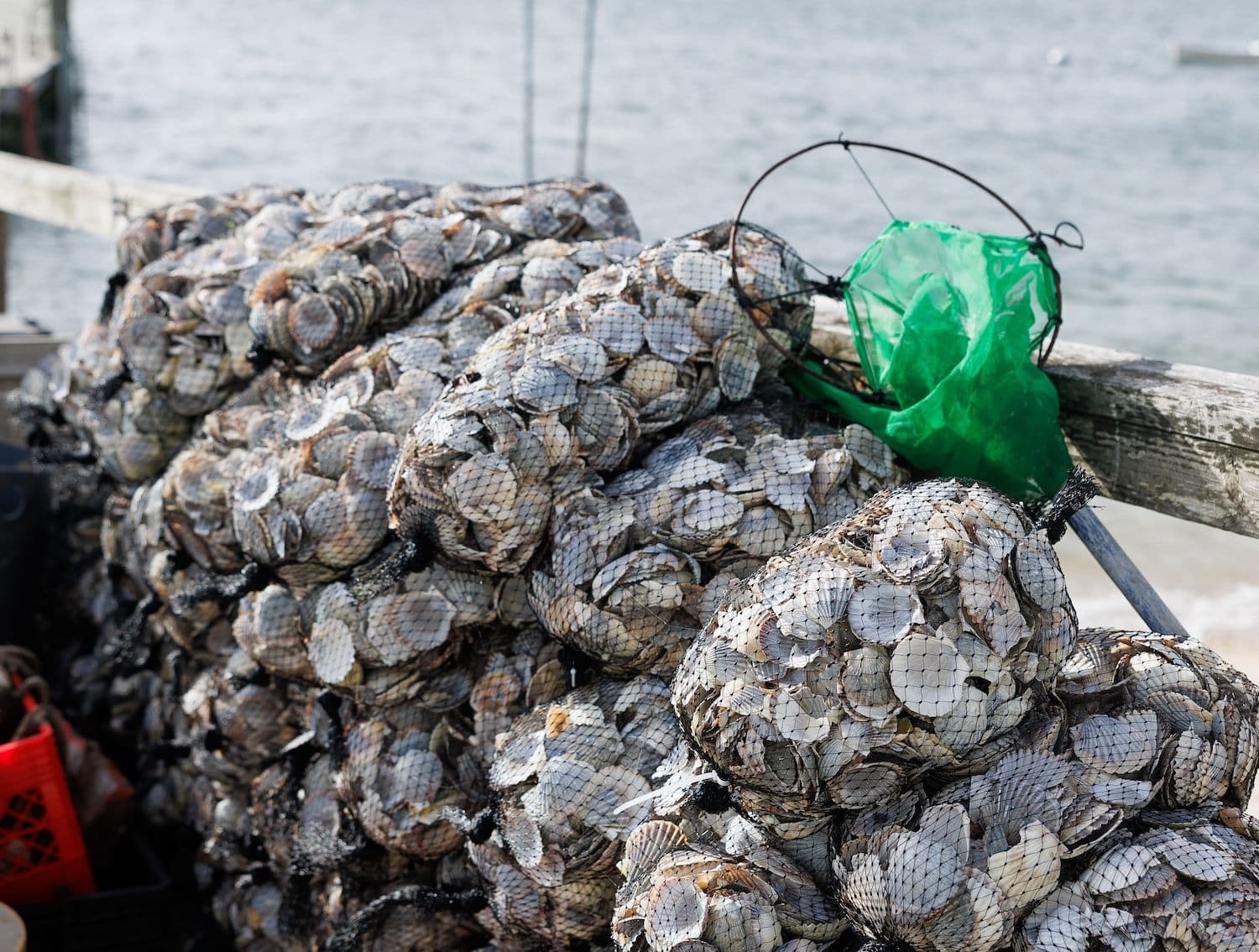 Piles of shellfish caught in nets.